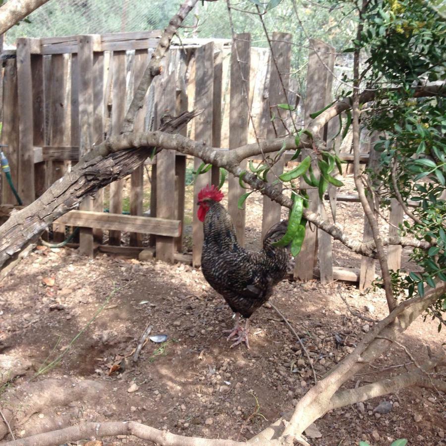 Finca Florecer Tivenys 外观 照片
